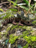 Bild in Galerie-Betrachter laden, Sternenlicht Baby-Flexi-Drache
