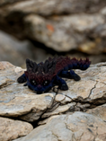 Bild in Galerie-Betrachter laden, Liora-Baby-Flexi-Drache
